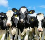 Curious cows