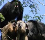 A black howler monkey chorus