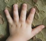 Toddler's hands touching tree bark