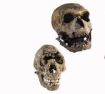 Plaster reconstructions of the skulls of human ancestors