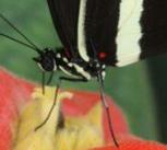 Heliconius melpomene