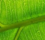 Close-up of a leaf showing its veins 