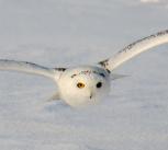 Flying snowy owl