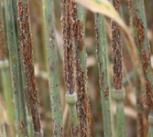 Left: Wheat stem rust. Right: Network map of the atmospheric transmission of spores.