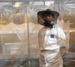 Researcher Sanjie Jiang inside the 'flight arena' in the glasshouse of the Cambridge University Botanic Garden.