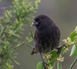 Small ground finch Geospiza fuliginosa