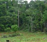 Corn plantation nearby remaining forest in the Amazon region 