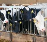 Park Farm cows look up from feeding.