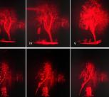 Holographic replay field results of 3D LiDAR processed data sets. LiDAR truck and tree objects are displayed.