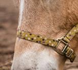 Pony grazing