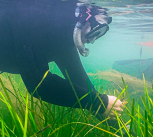 Volunteers collecting seagrass seed, credit: Blue Marine Foundation / Luke Helmer