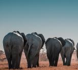 elephants travel in a line 