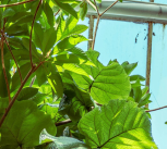 Plants in a greenhouse