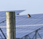 Bird on a wire on a solar farm