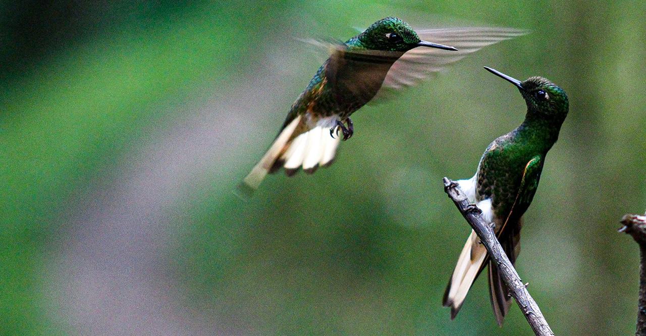 Negotiating hummingbirds.