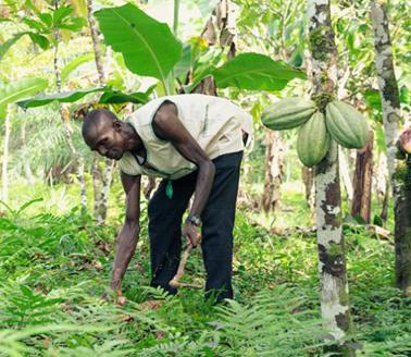 The Gola Rainforest Project in Sierra Leone. This conservation project has limited leakage while slowing deforestation by supporting nearby farmers such as Mallo Samah to increase their yields and get higher prices for their cocoa.