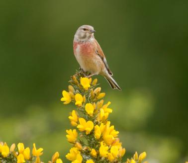 A linnet perched on a flowering plant, image from RSBP