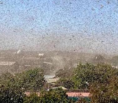 Locust swarm fills the skies in Ethiopia. Photo by Keith Cressman, FAO