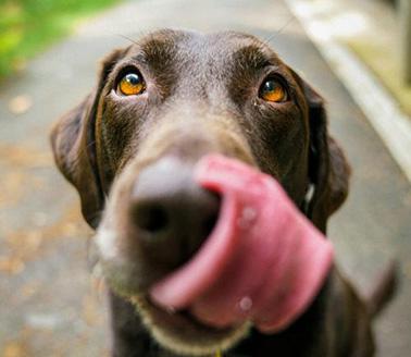 Labrador.