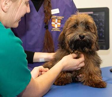 Huxley, a healthy volunteer Havanese dog, undergoes a physical examination at the Queen's Veterinary School Hospital, Cambridge.