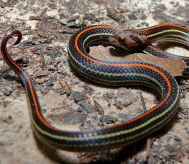 striped kukri snake 