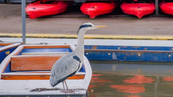 Heron standing on a punt on river Cam