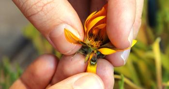 Petals of daisy with fake lady fly visible