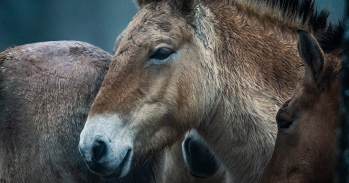 Przewalski’s horses, by Neil Aldridge