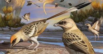 Artist's impression of Navaornis, a bird from the age of dinosaurs.