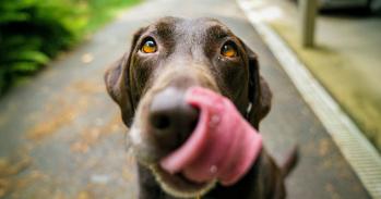 Labrador licking nose