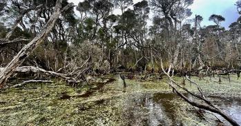 Emerald Swamp, Tasmania