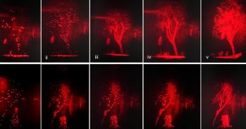 Holographic replay field results of 3D LiDAR processed data sets. LiDAR truck and tree objects are displayed.