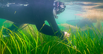 Volunteers collecting seagrass seed, credit: Blue Marine Foundation / Luke Helmer