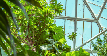 Plants in a greenhouse