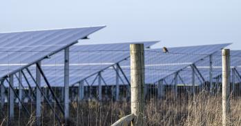 Bird on a wire on a solar farm