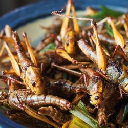 deep fried locusts