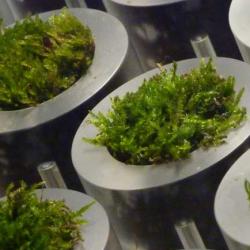 Close-up of the moss pots incorporated into a novel table developed at Cambridge University. 