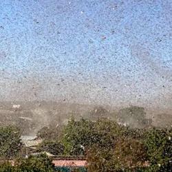 Huge locust swarm fills the skies in Ethiopia