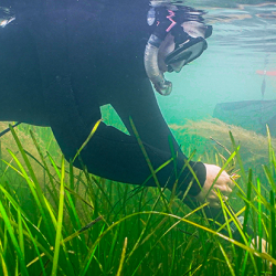 Volunteers collecting seagrass seed, credit: Blue Marine Foundation / Luke Helmer