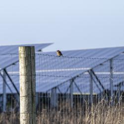 Bird on a wire on a solar farm