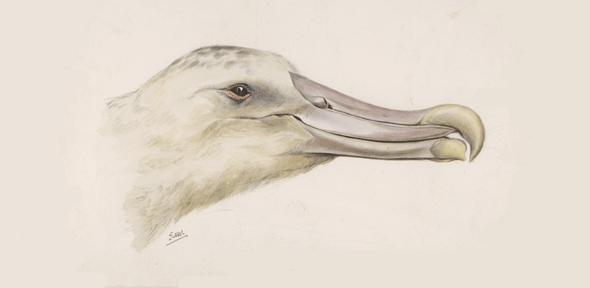 wandering albatross drawing