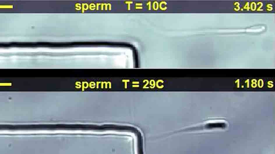 How Sperm Swim Near Surfaces University Of Cambridge