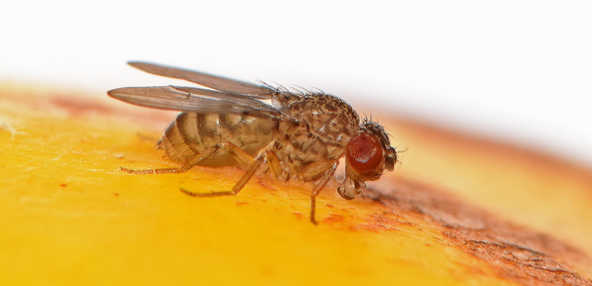 In first, scientists induce 'virgin birth' in female fruit flies