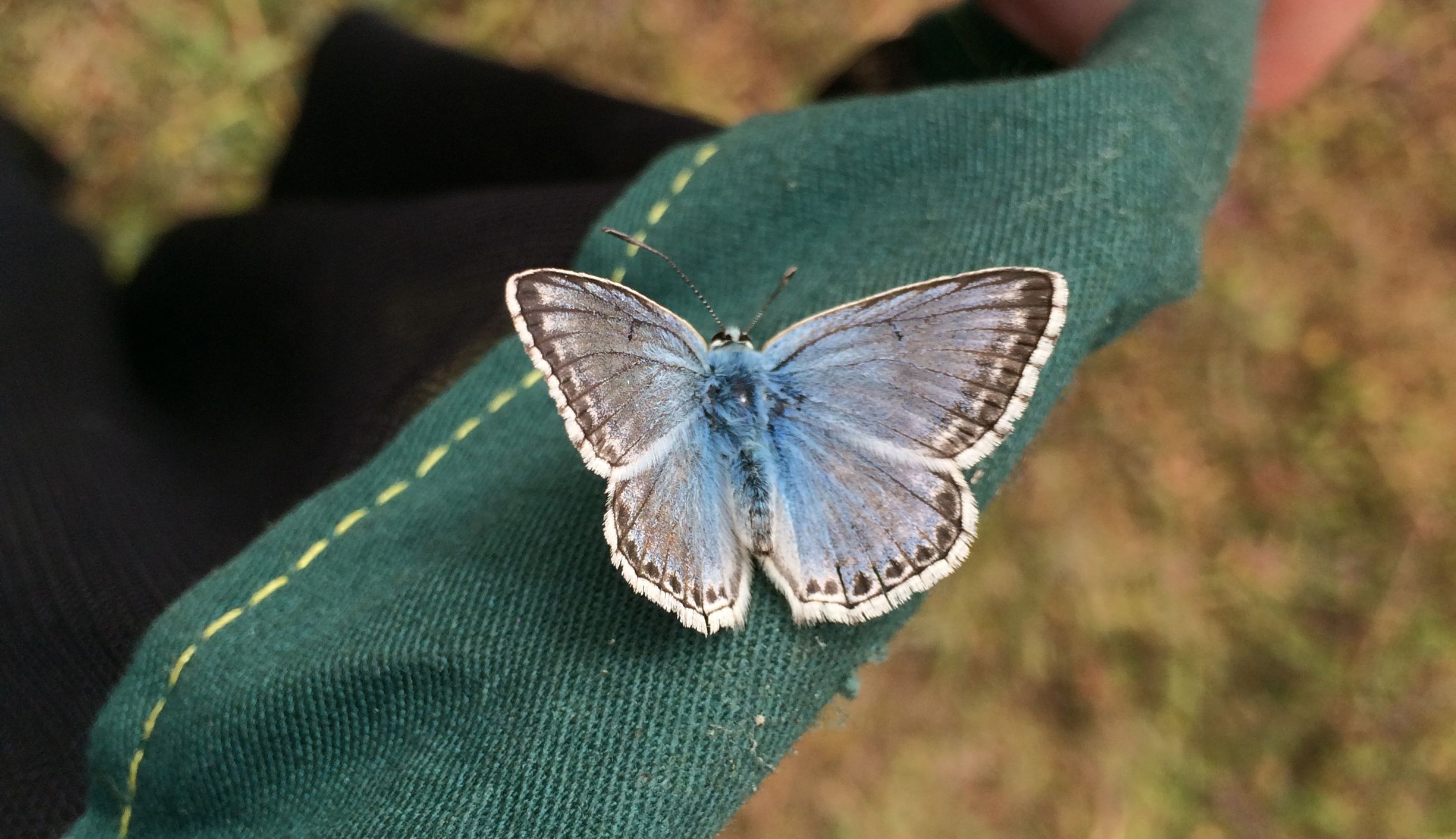 Chalk Hill Blue  Butterfly Conservation