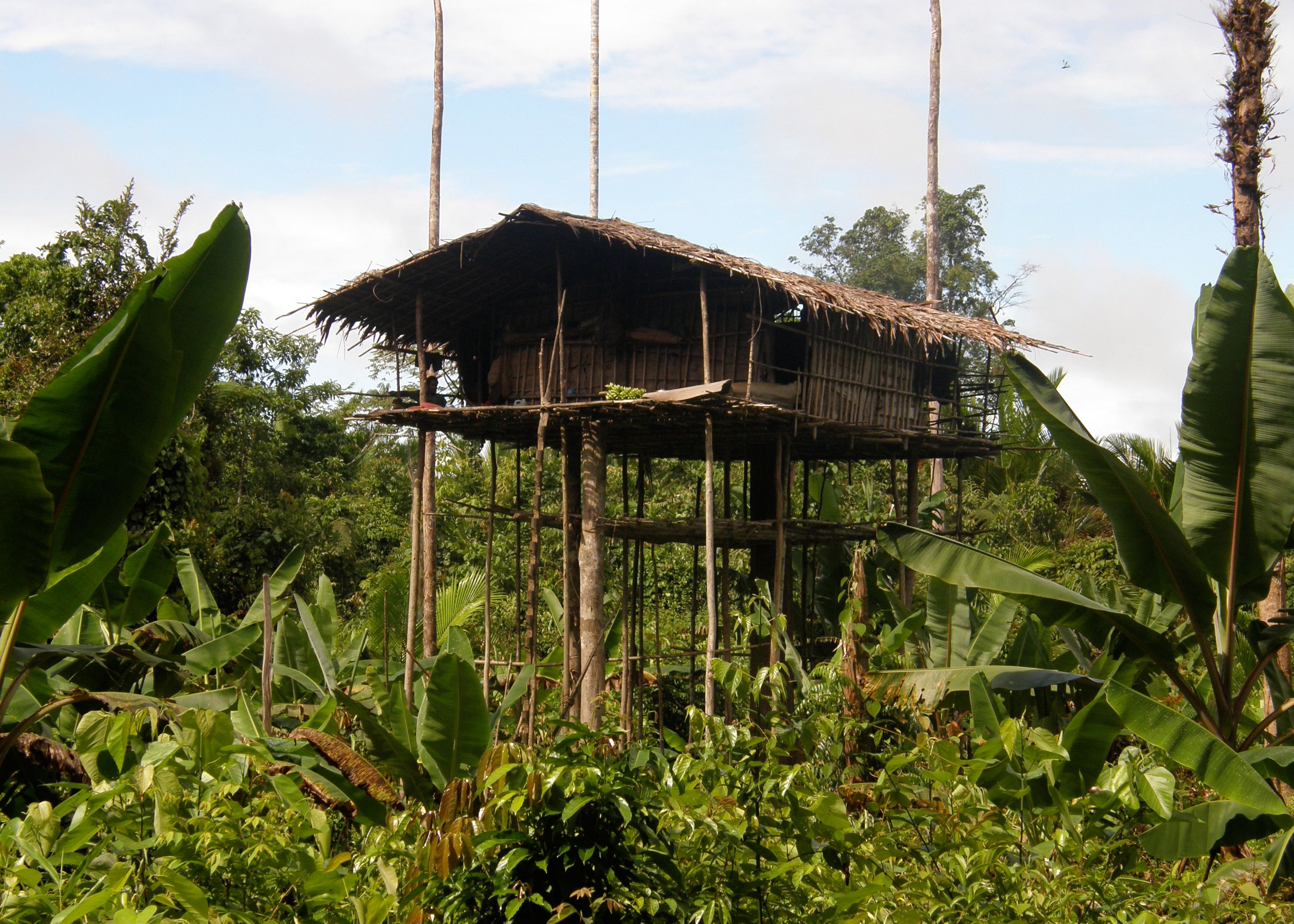 Korowai On Tv The Naked Truth