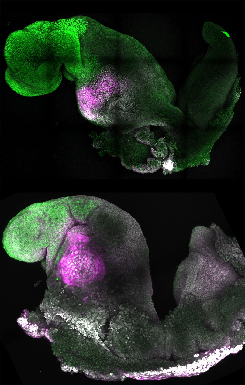 Natural (top) and synthetic (bottom) embryos side by side to show comparable brain and heart formation. Image credit: Amadei and Handford