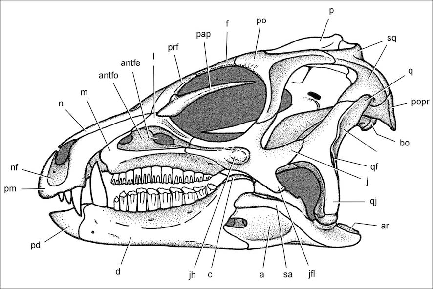 Skull of an early Ornithischian
