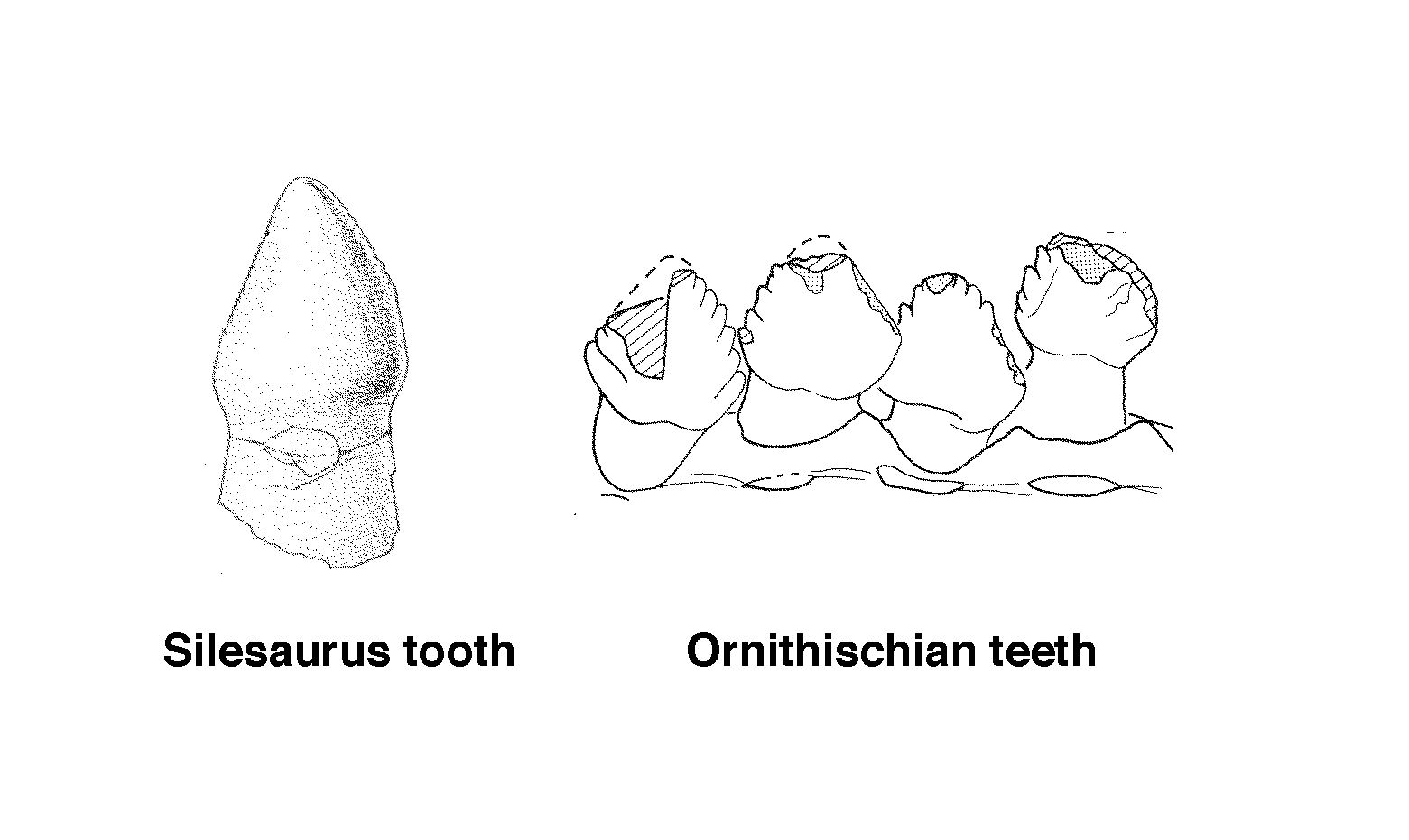 Illustration of teeth from Silesaurus and Ornithischian