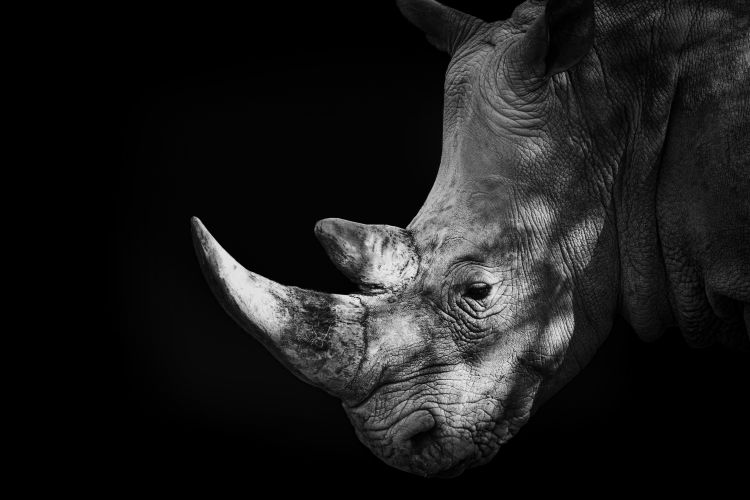 Premium Photo  Horn wide angle rhino grey skin expressive eyes symmetry  protection facing away sharp deep