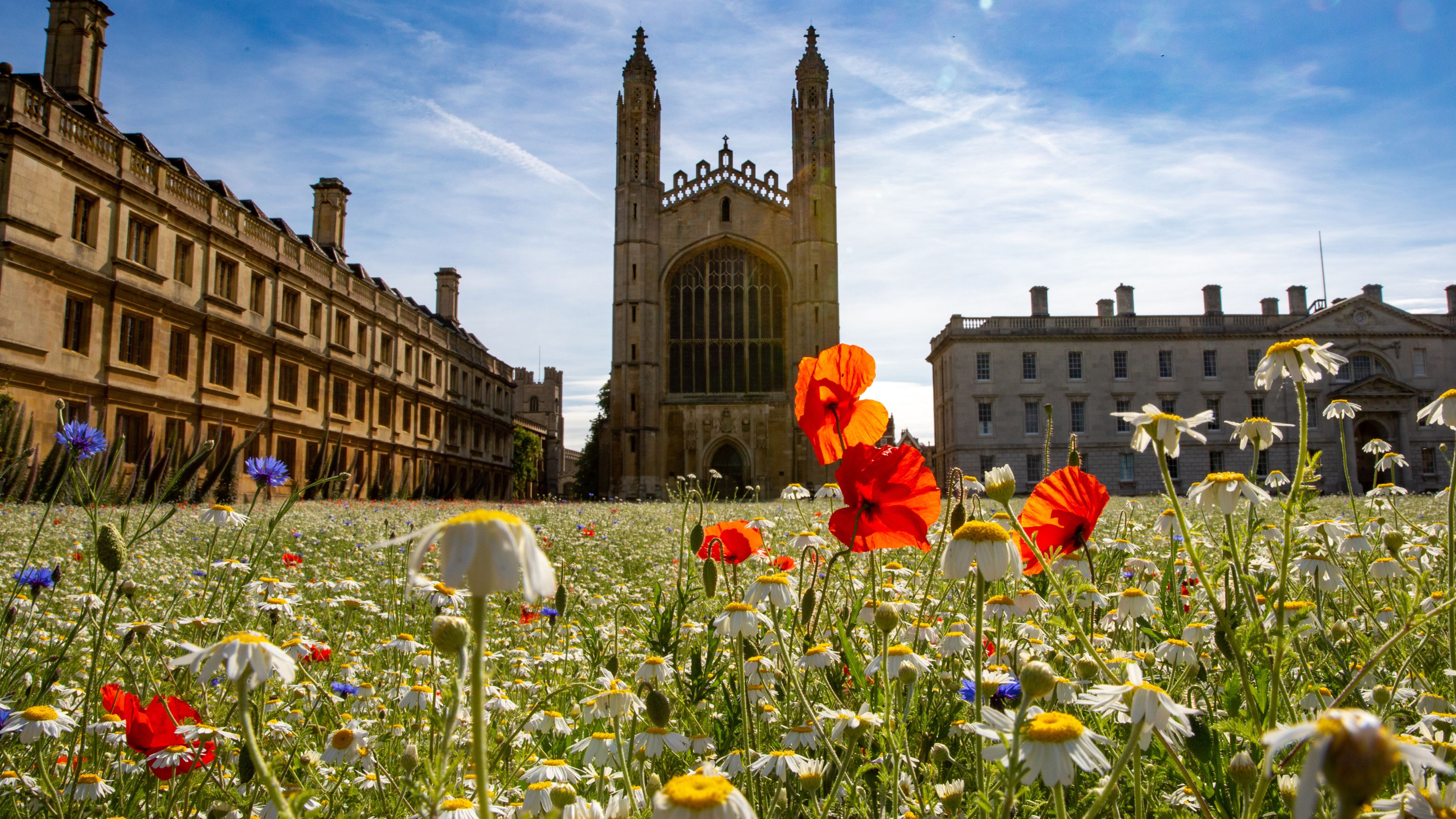 a-break-from-the-lawn-can-an-iconic-meadow-seed-wider-change